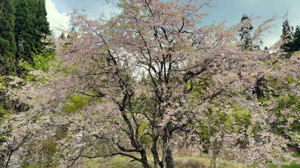 Cherry Blossoms