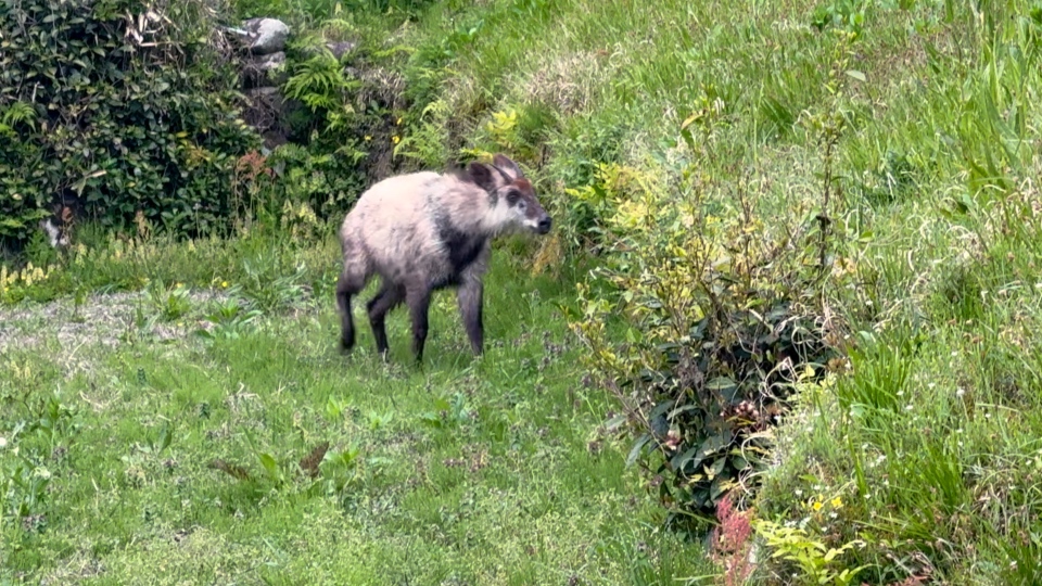 Japanese Serow