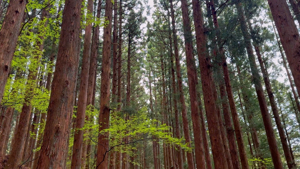Nakasendo Trail