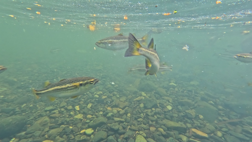 Fish in rain forest river
