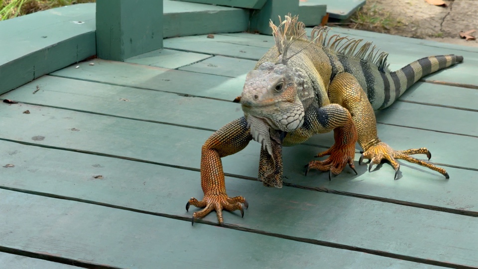 Iguana walking